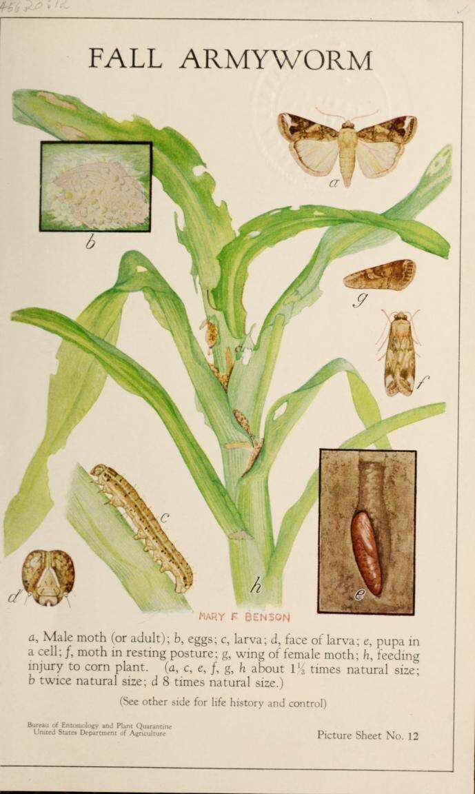 Image de Spodoptera frugiperda Smith & Abbot 1797