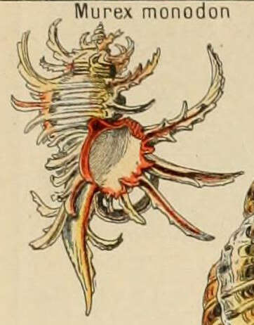 صورة Chicoreus cornucervi (Röding 1798)