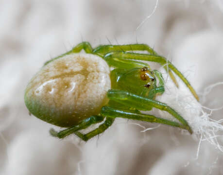 Image of Araneus mitificus (Simon 1886)