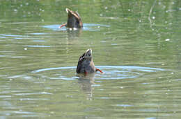 Image of Common Mallard