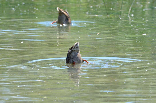 Image of Common Mallard