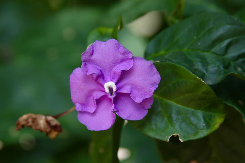 Image of largeflower brunfelsia