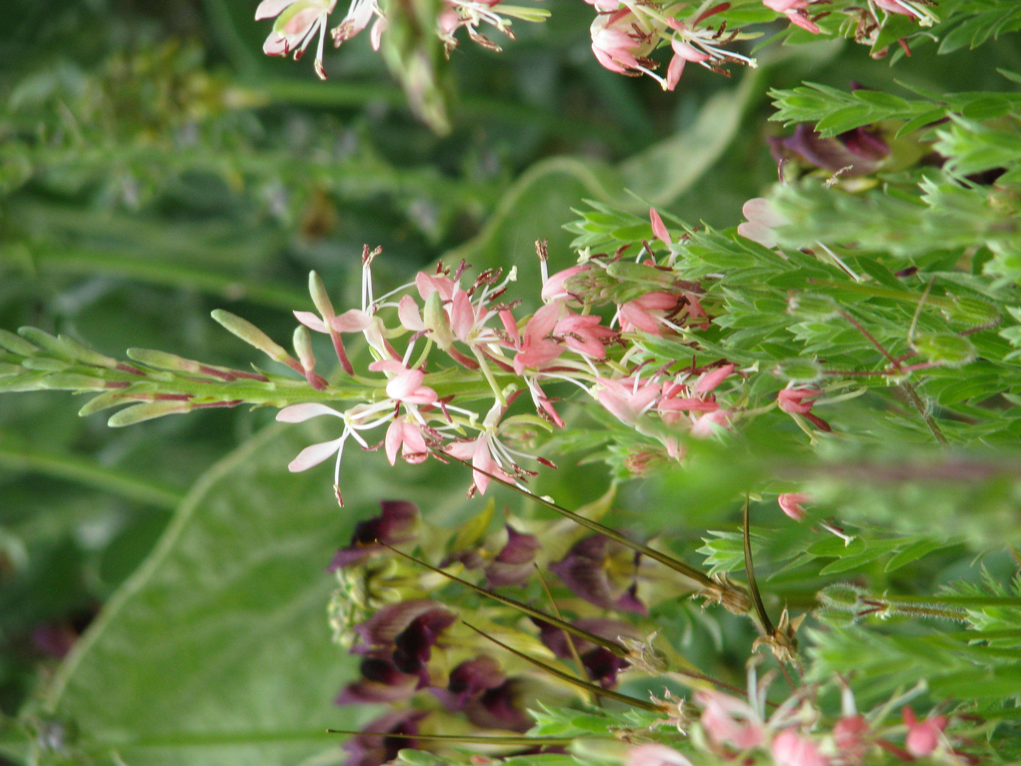 Image of scarlet beeblossom