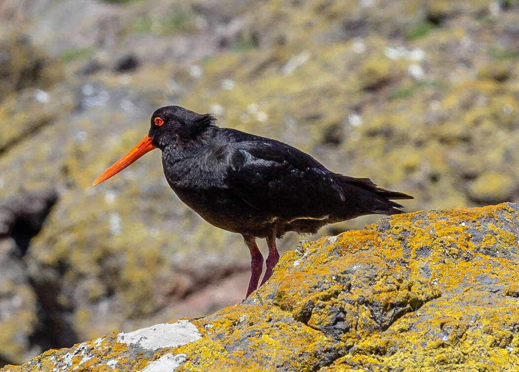 Image of Variable Oystercatcher