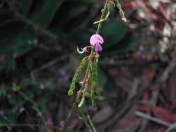 صورة Desmodium rhytidophyllum Benth.