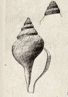 Image of Xanthodaphne leptalea (Bush 1893)