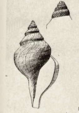 Sivun Xanthodaphne leptalea (Bush 1893) kuva