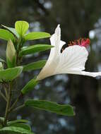 Image of white Kauai rosemallow