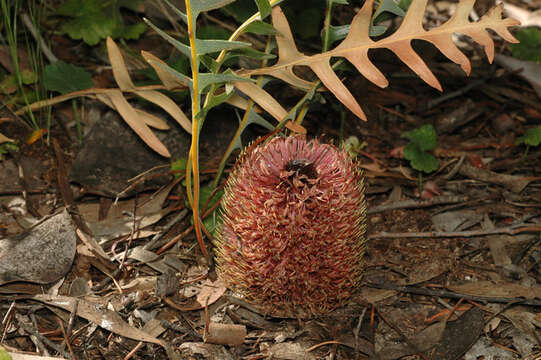 Imagem de Banksia gardneri A. S. George