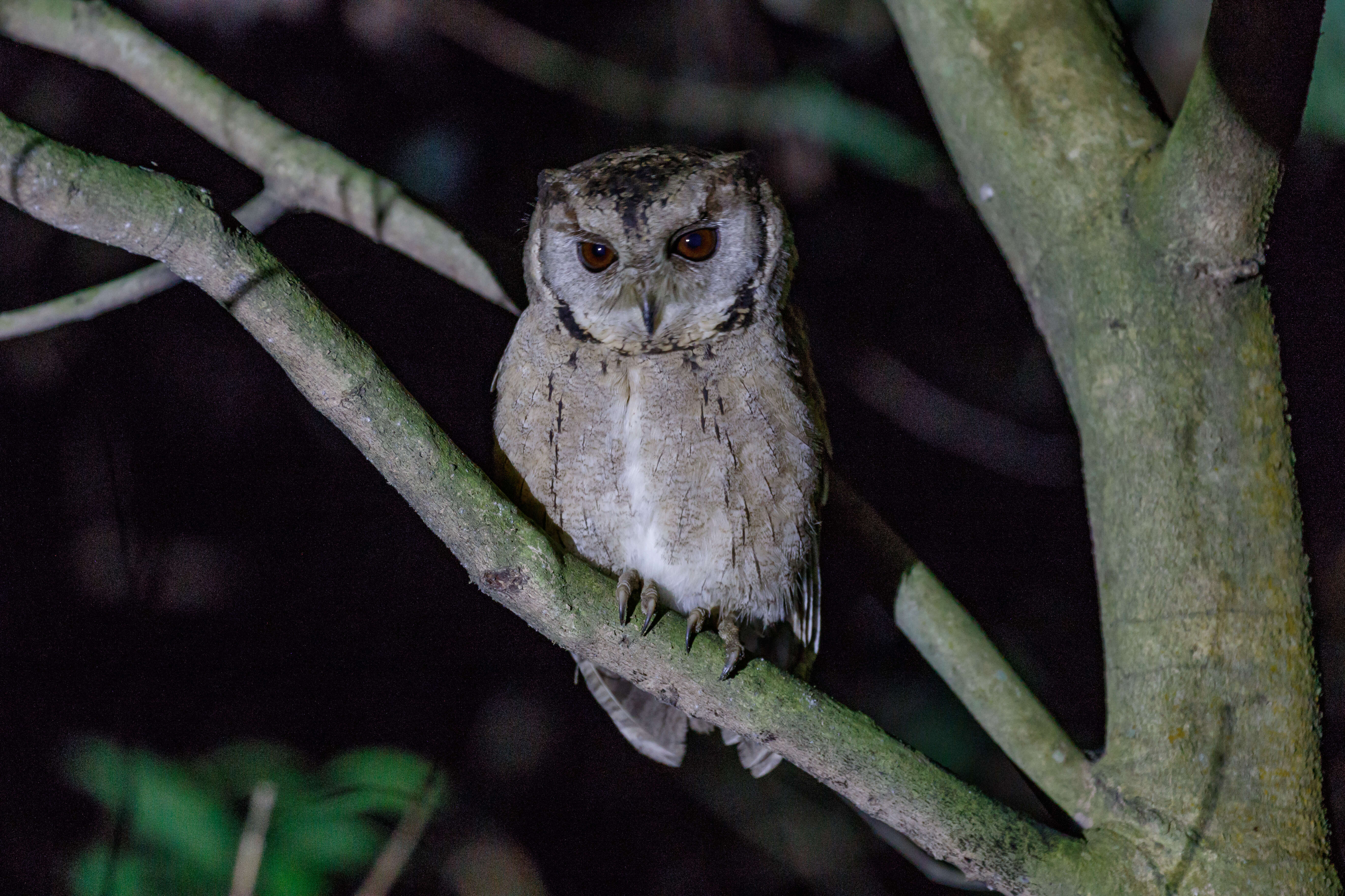 Image of Collared Scops Owl