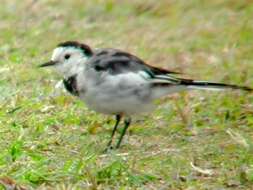 Image of Pied Wagtail and White Wagtail