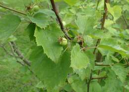 Imagem de Crataegus pennsylvanica Ashe