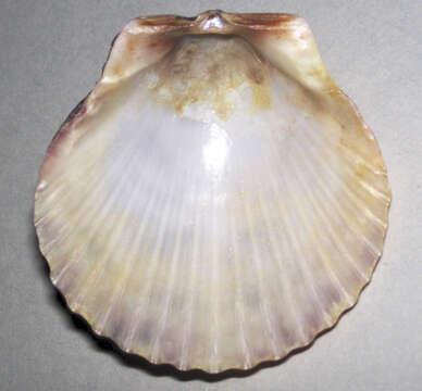 Image of Atlantic Calico scallop