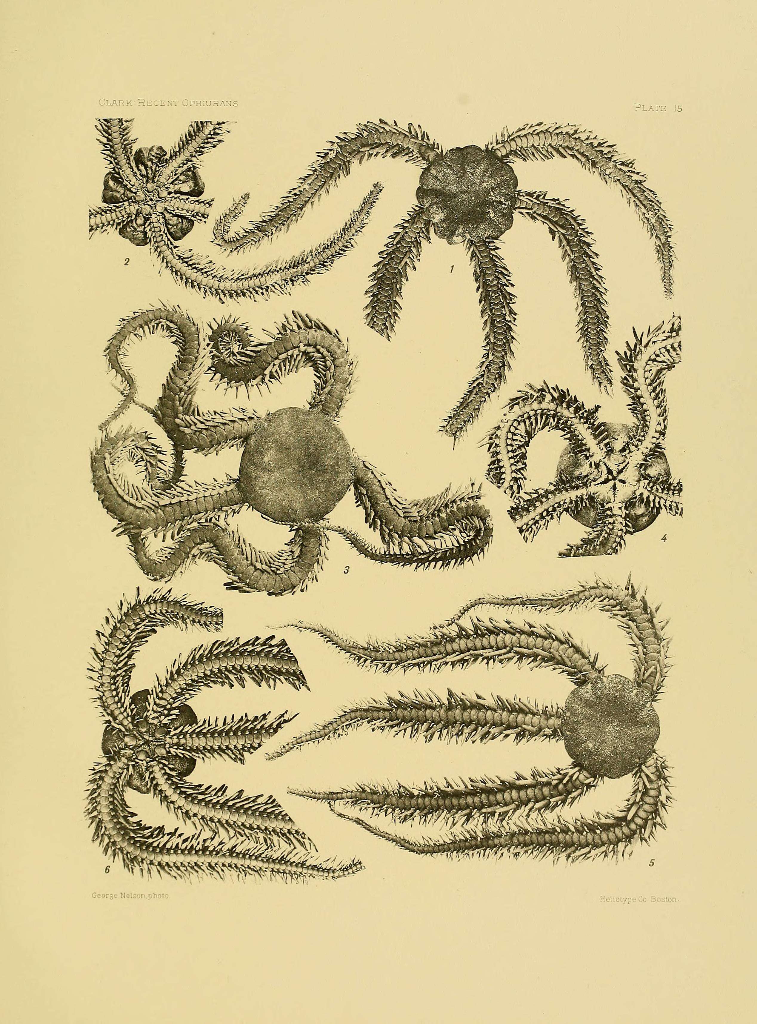 Image of Ophiocoma erinaceus Müller & Troschel 1842