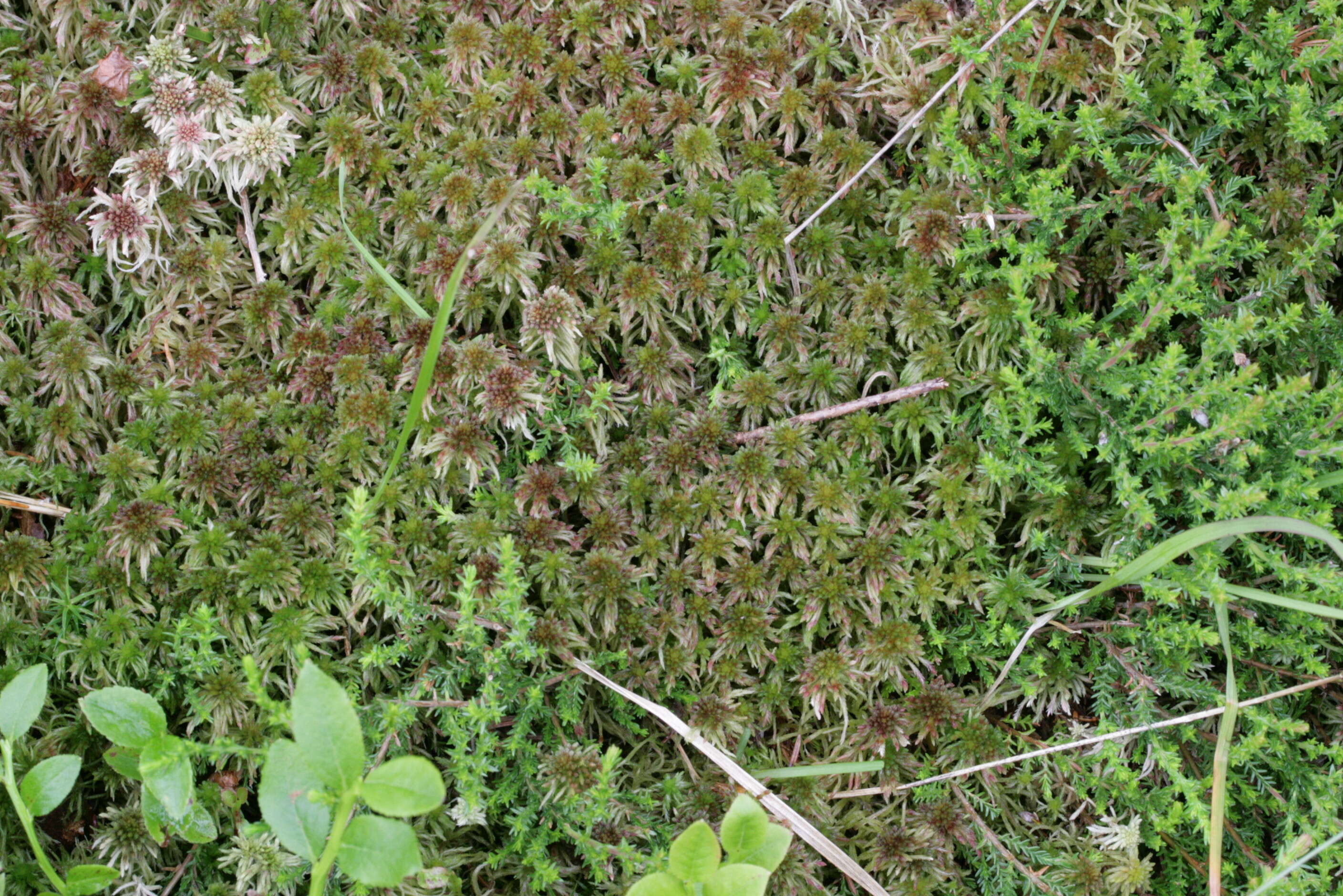 Image of sphagnum