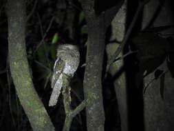 Image of Ceylon Frogmouth