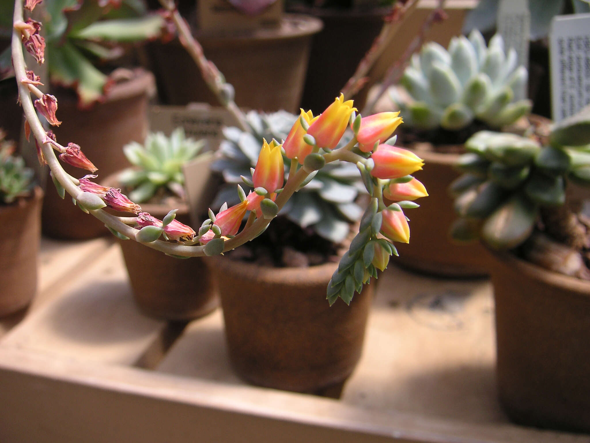 Image of hens and chicks