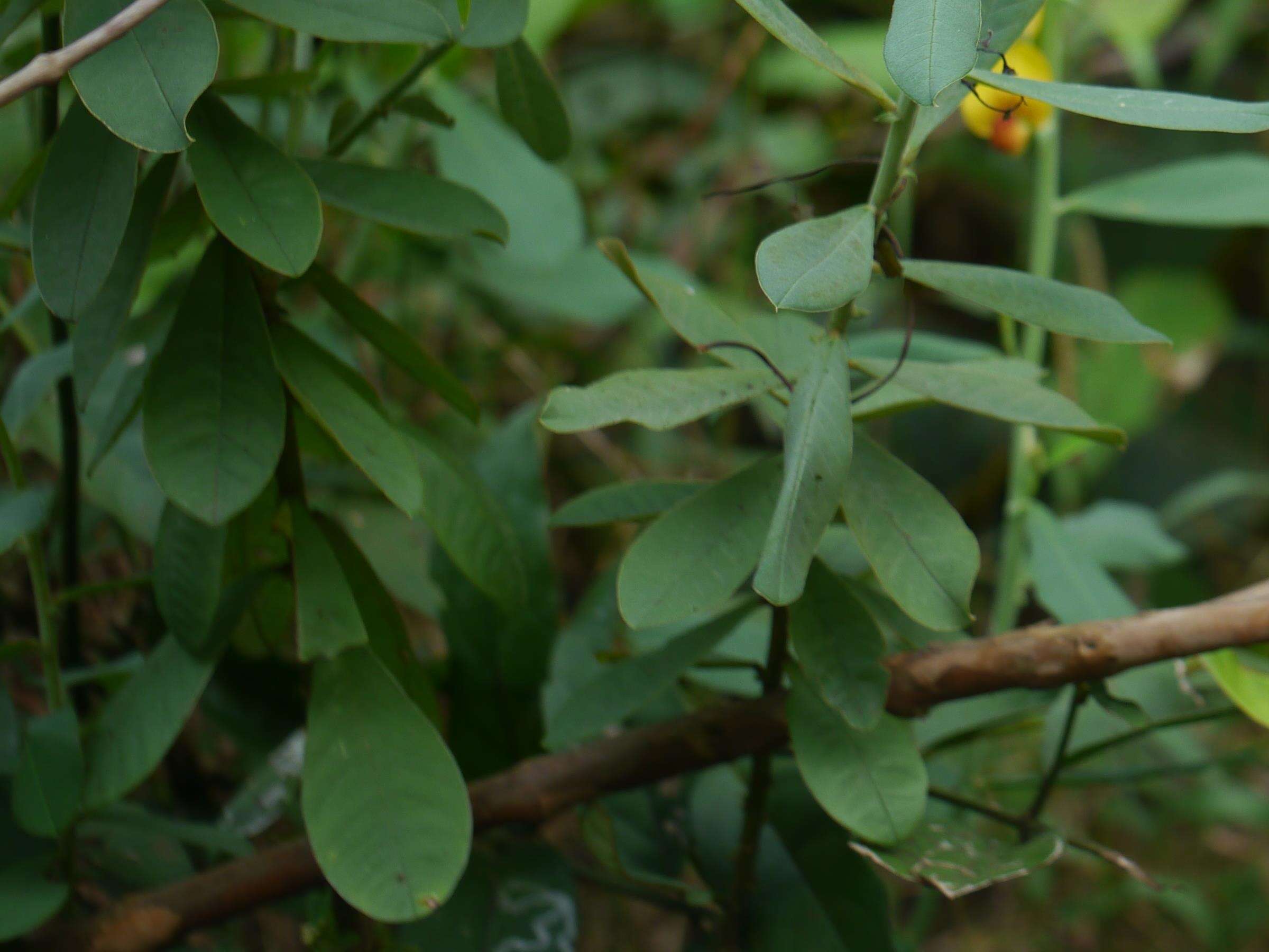 Image de Crotalaria retusa L.