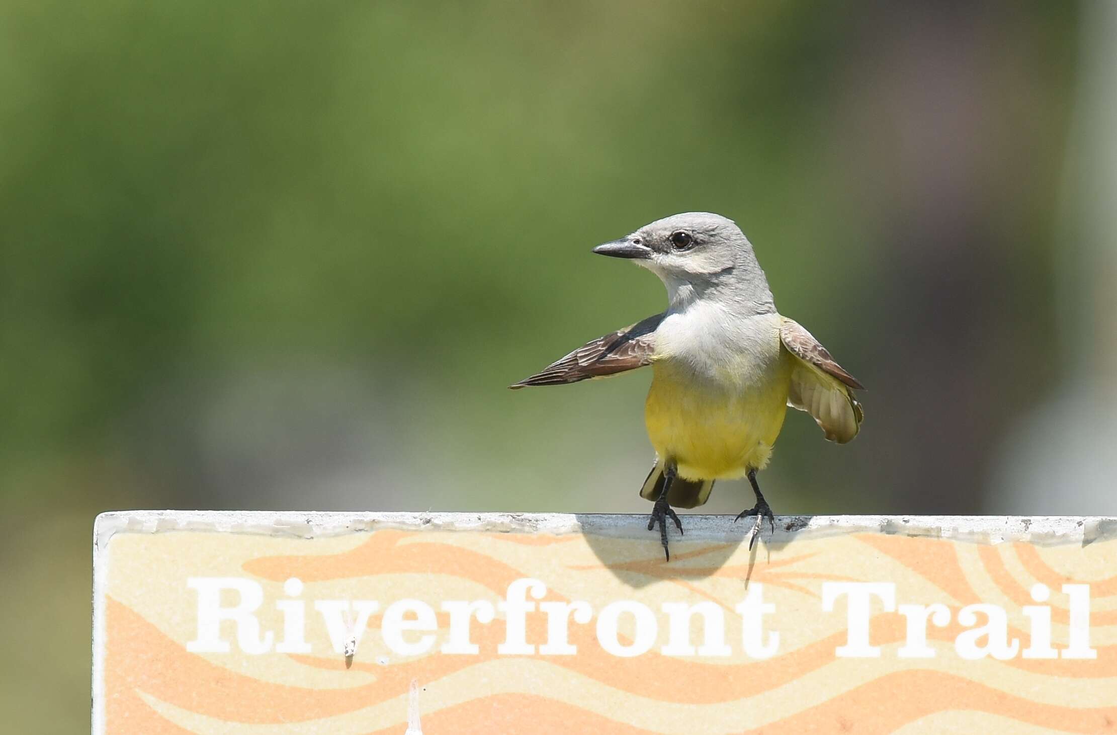 Image of Western Kingbird