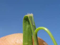 Image of Brown's lovegrass