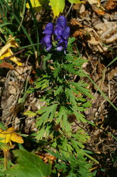 Image of Manchurian monkshood