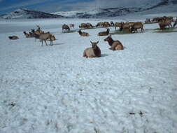 Image of Cervus canadensis nelsoni