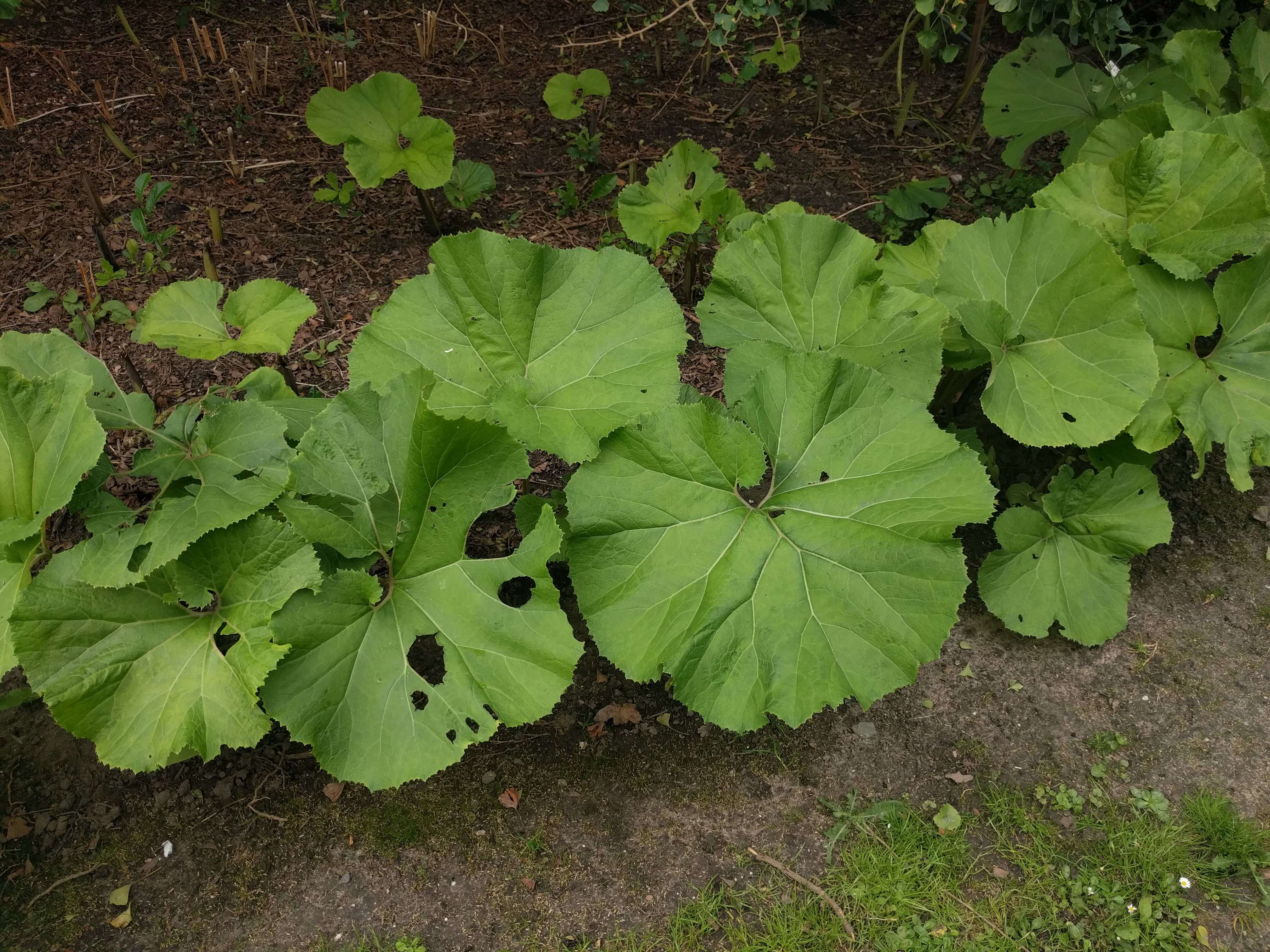 Image of Bog rhubarb