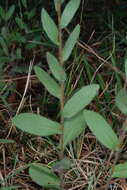 Plancia ëd Symphyotrichum concolor (L.) G. L. Nesom