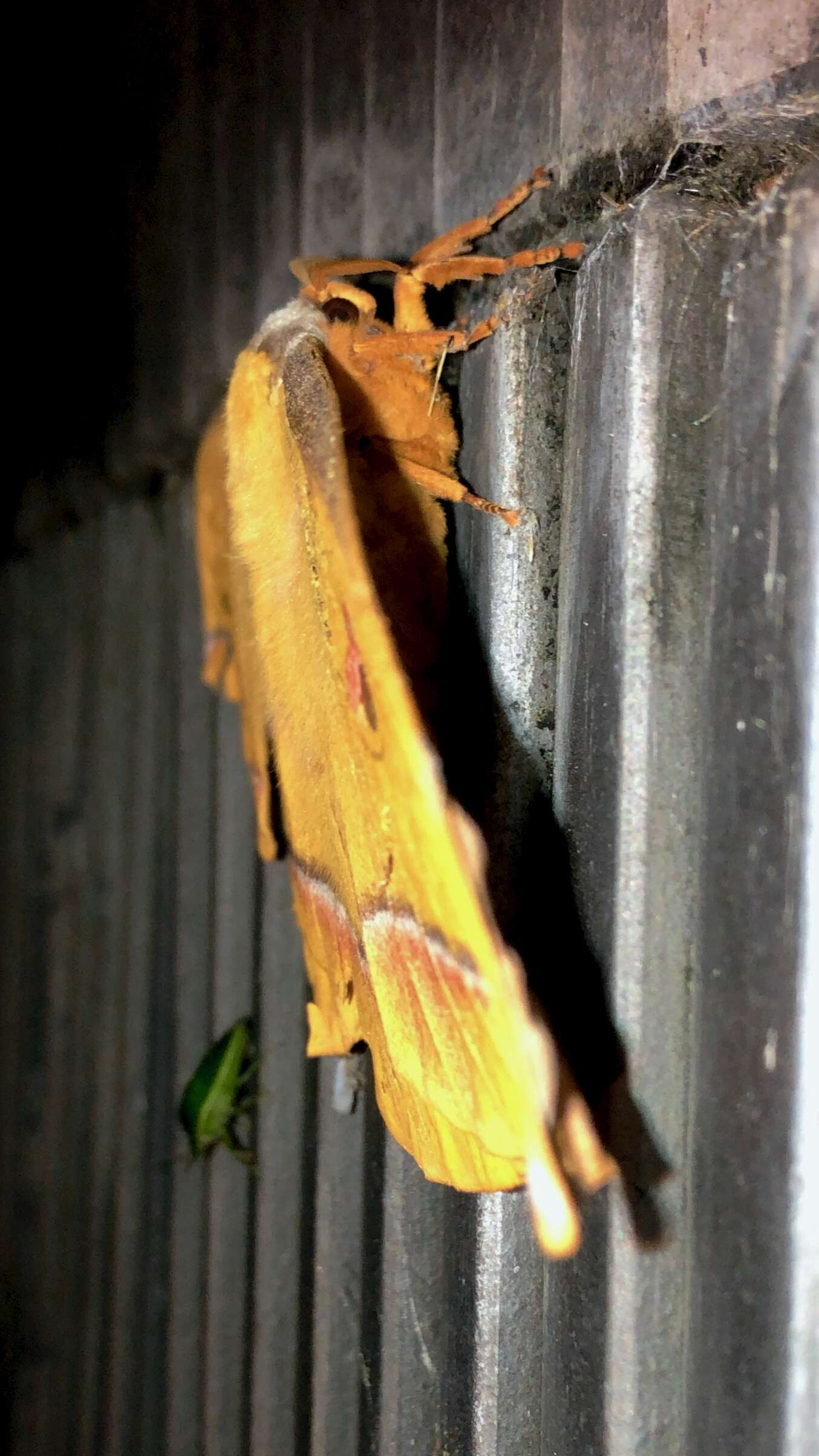 Image of Antheraea yamamai (Guérin-Méneville 1861)