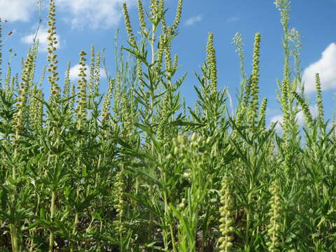 Image of Cuman ragweed