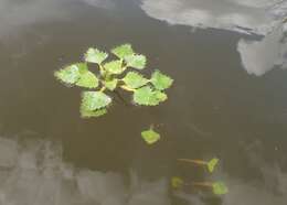 Image of water chestnut