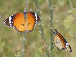 Image of Plain tiger