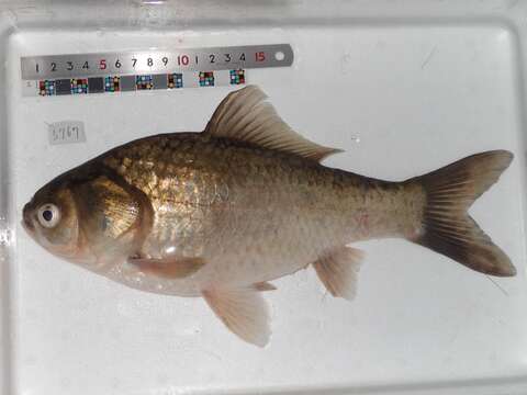 Image of Japanese crucian carp