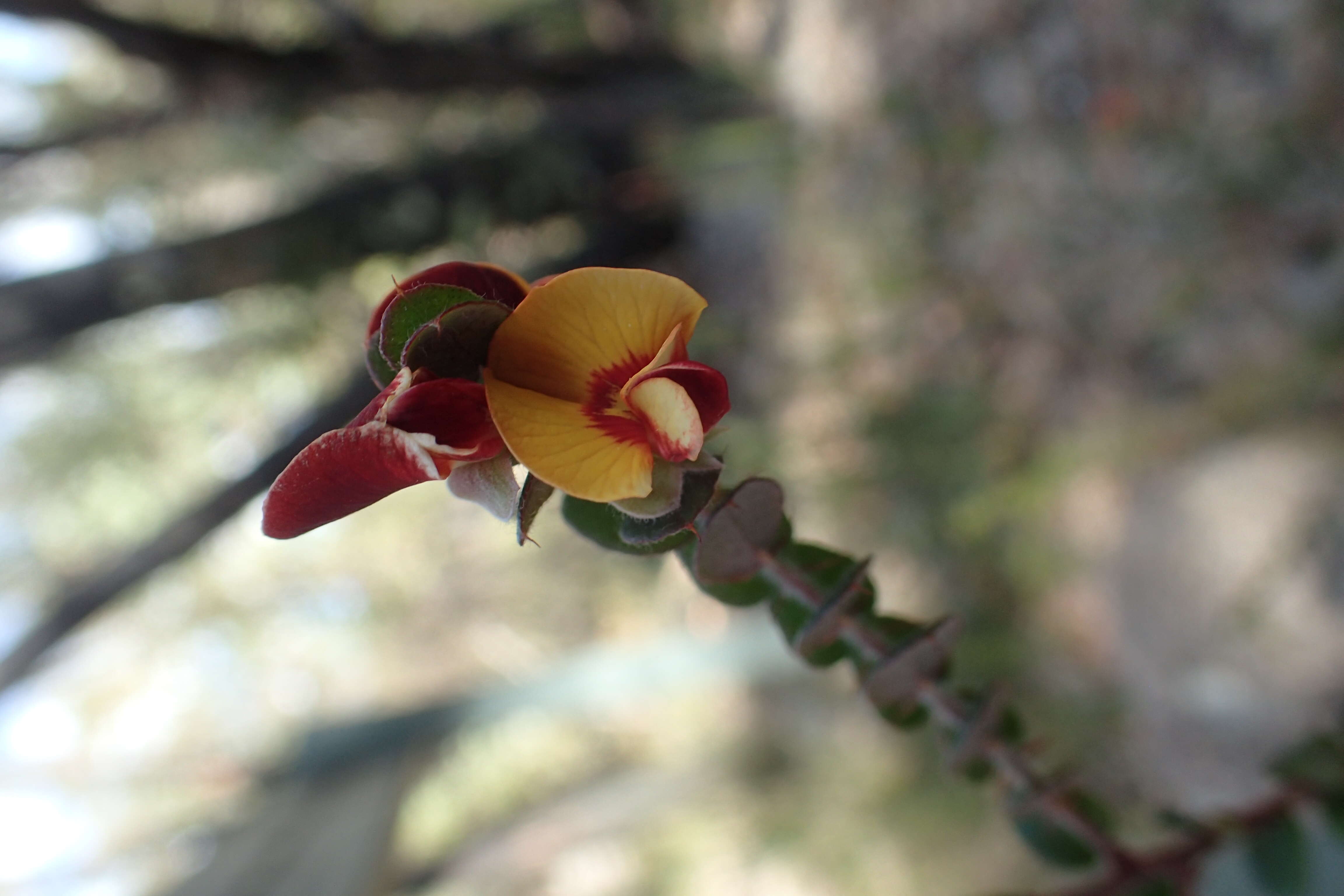 Image of Bossiaea neoanglica