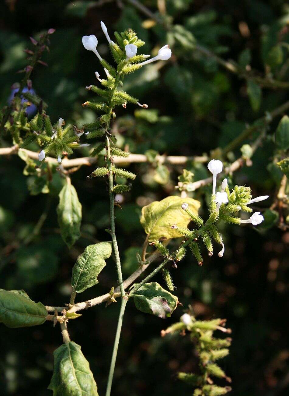 Image of wild leadwort