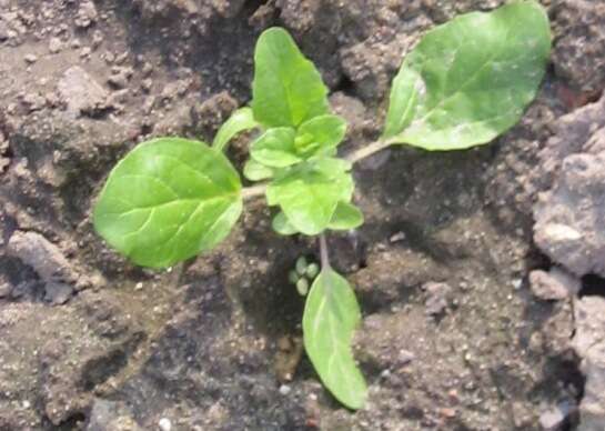 Image of flatseed false flax