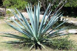 Image of tequila agave