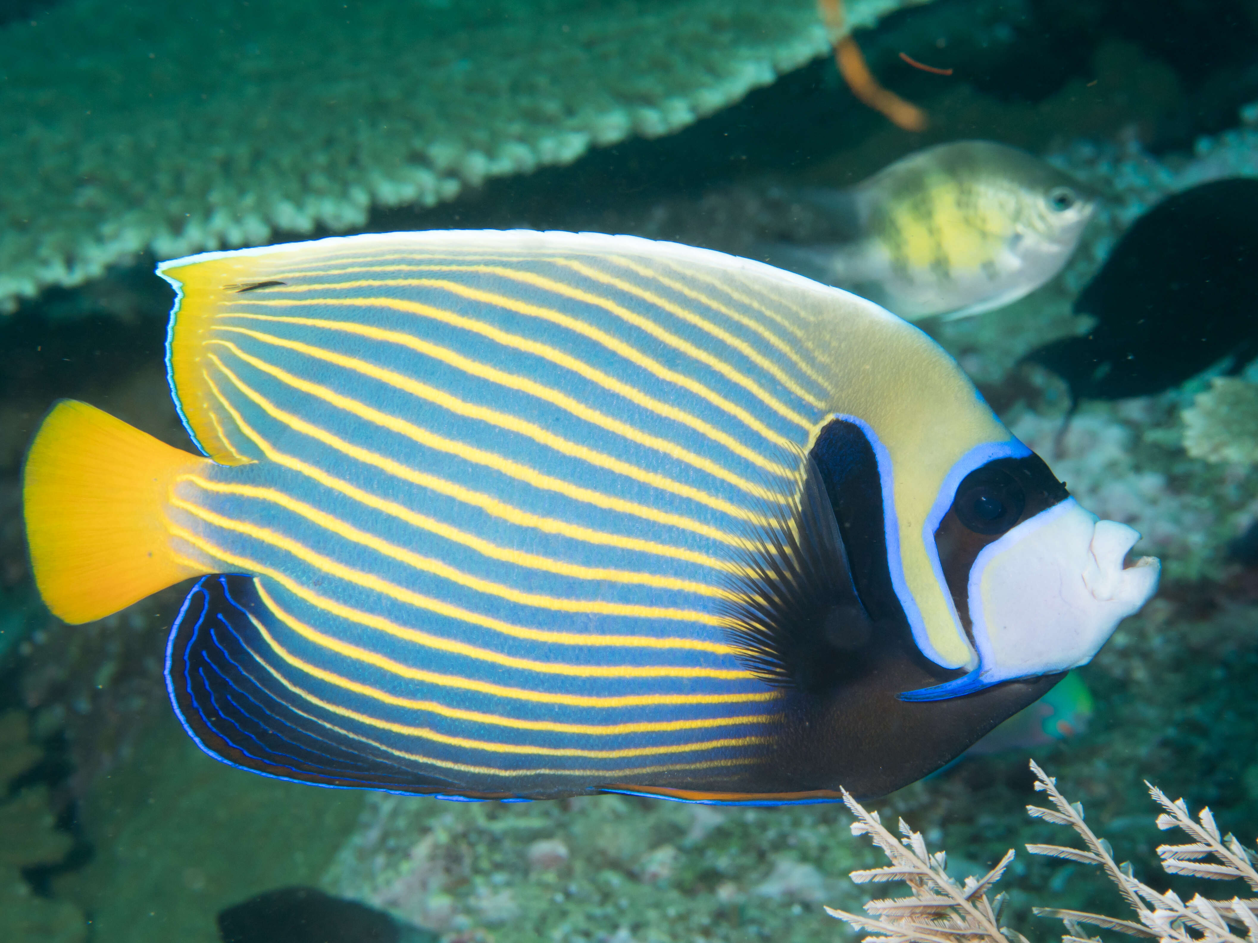 Image of Angelfish