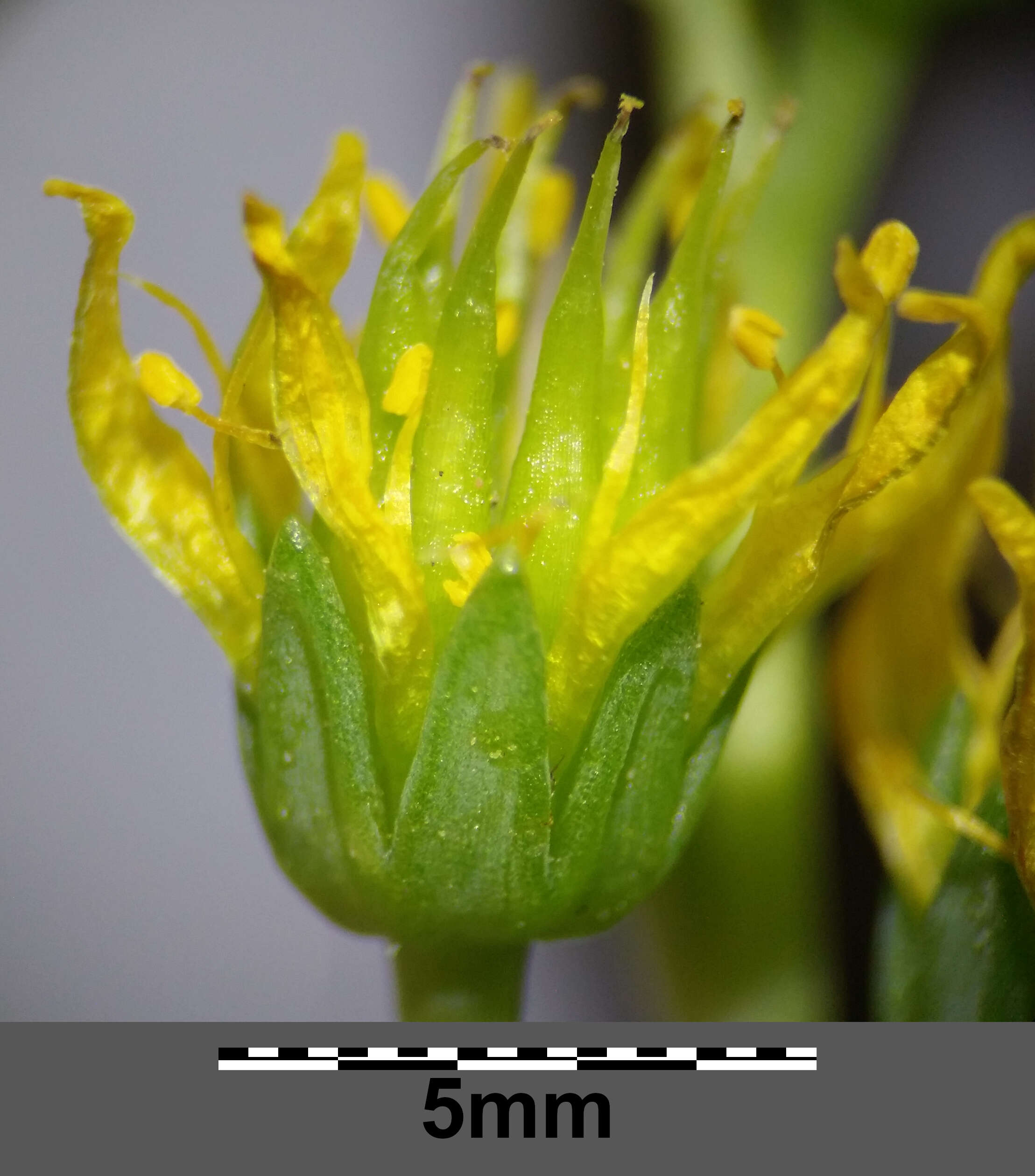 Слика од Petrosedum rupestre (L.) P. Heath