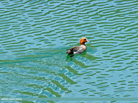 Image of Eurasian Wigeon