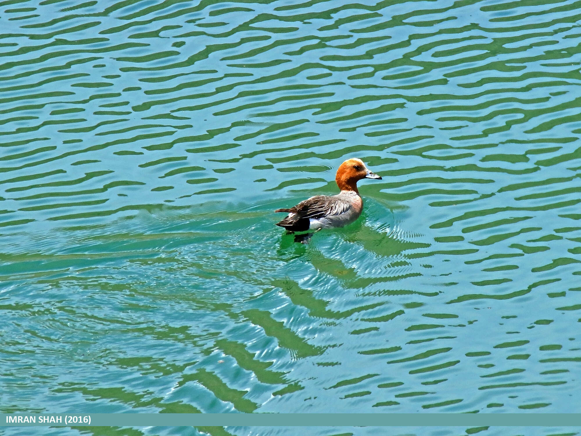 Image of Eurasian Wigeon