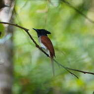 Image of Asian Paradise-Flycatcher