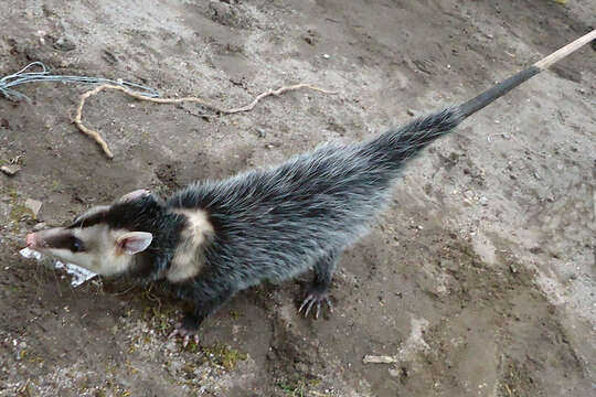 Image of Andean White-eared Opossum