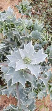 Eryngium maritimum L. resmi