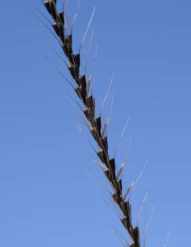 Image of Australian fingergrass