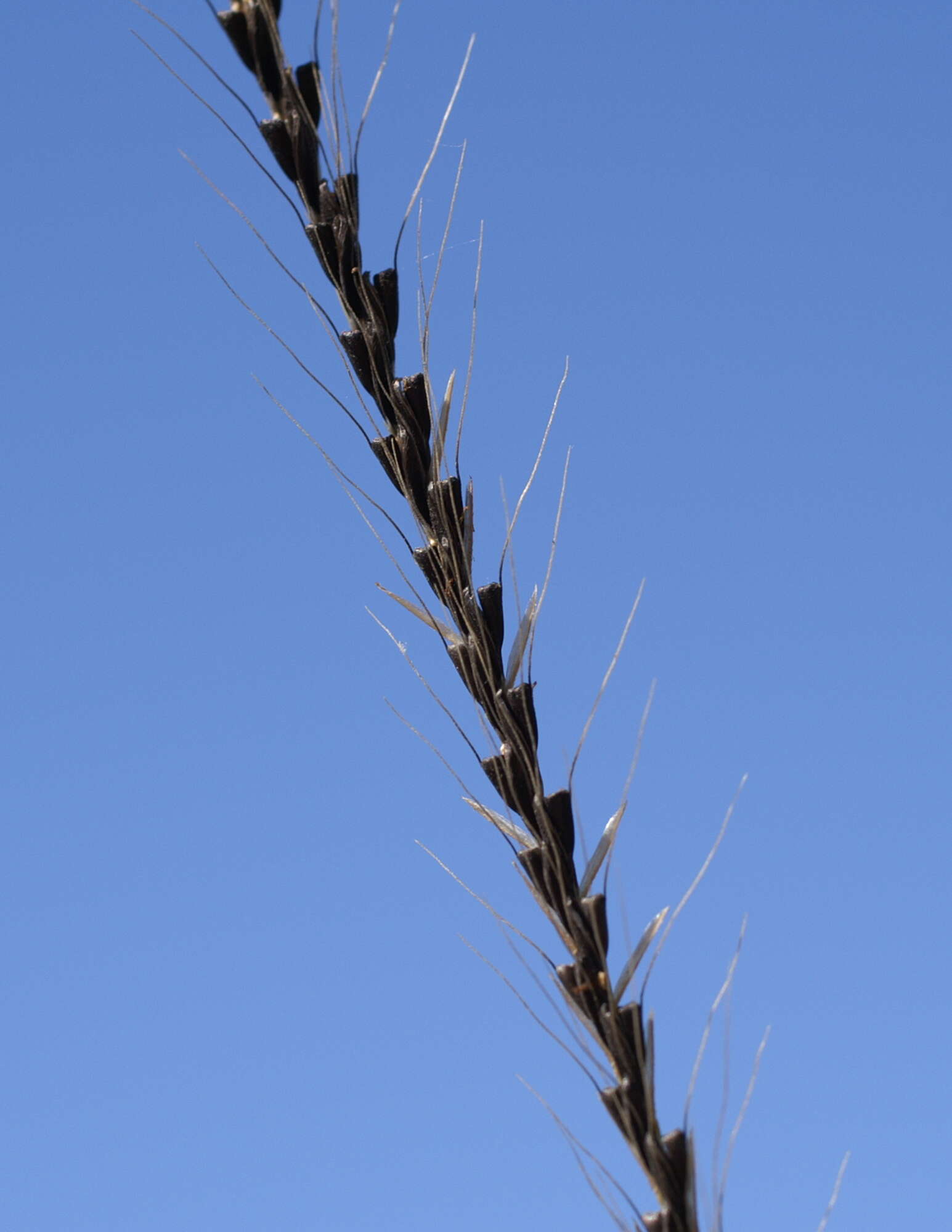 Image of Australian fingergrass