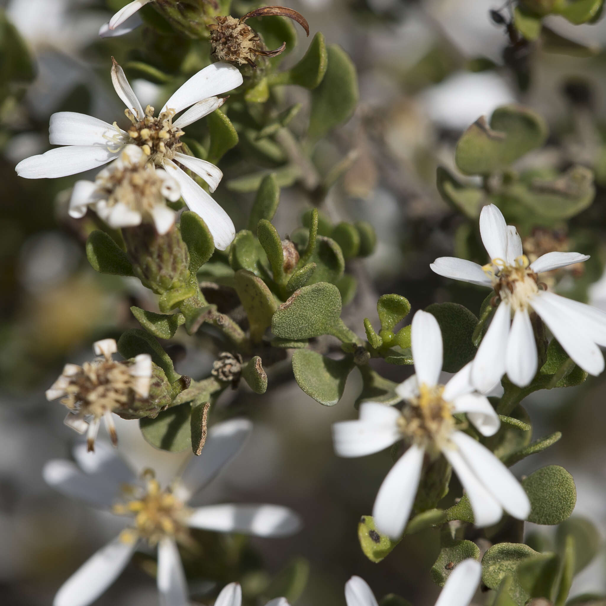 Image de Olearia muelleri (Sonder) Benth.