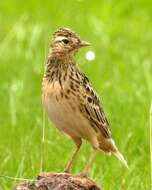 Image of Oriental Skylark