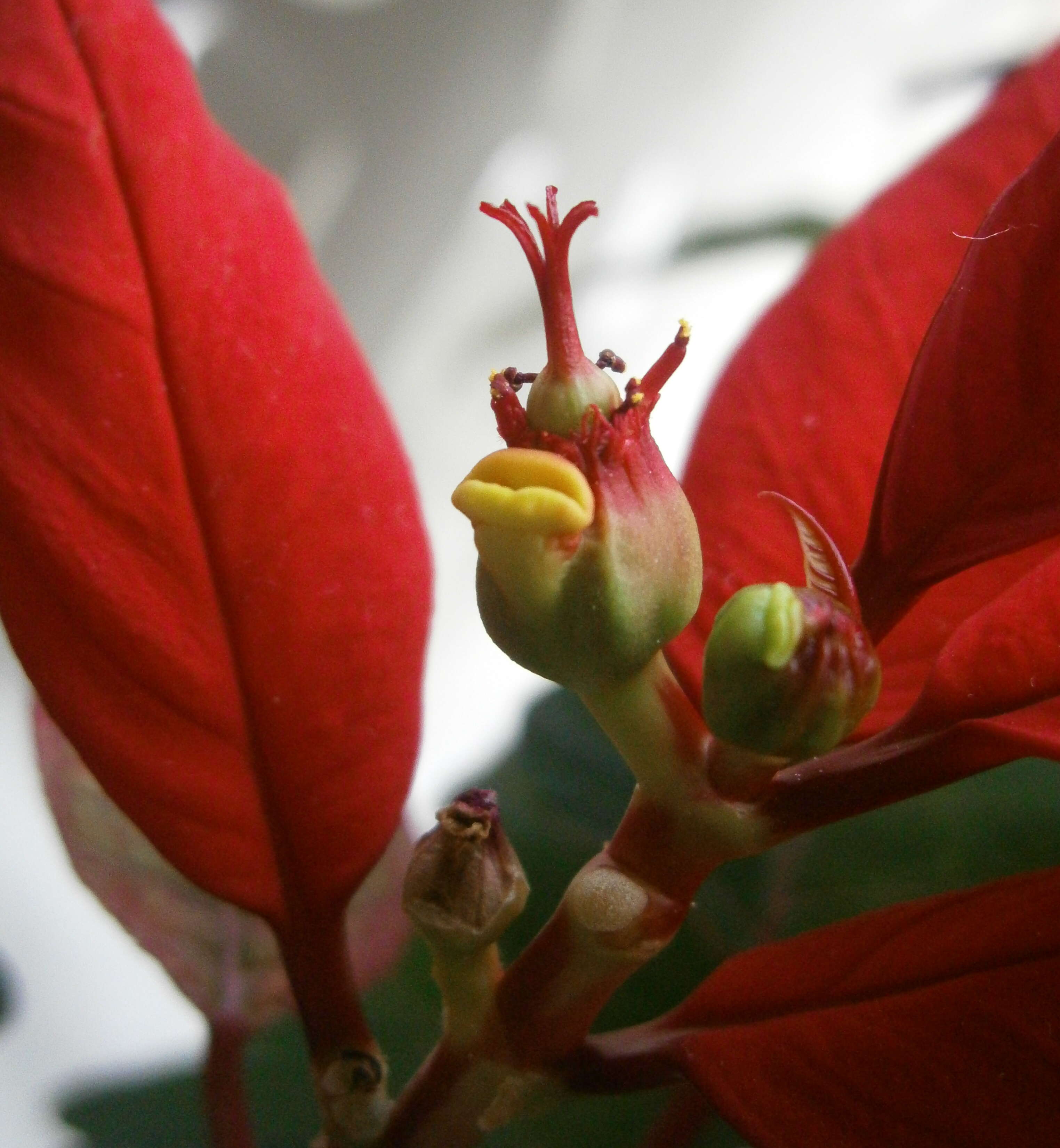 Image of poinsettia