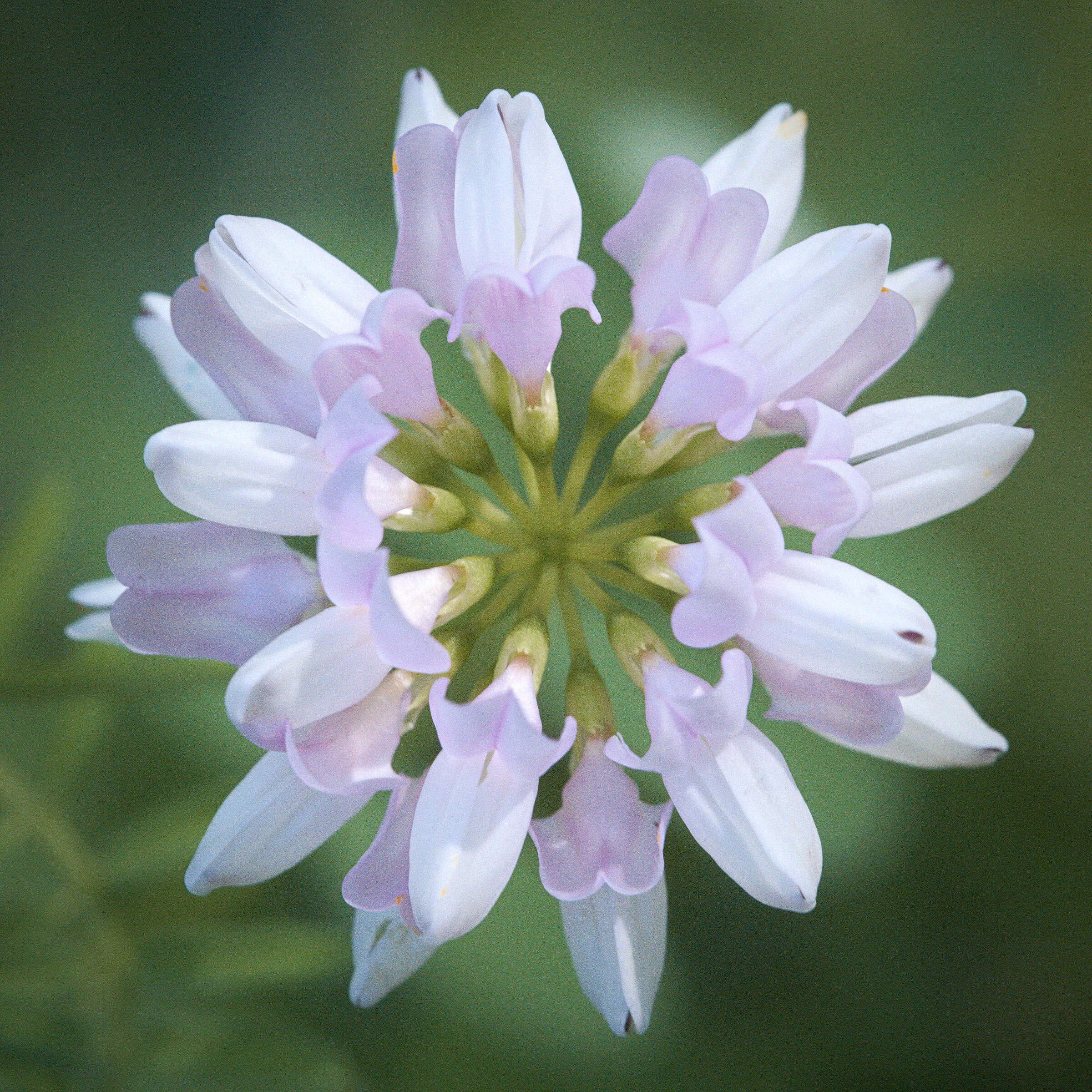 Image of crown vetch